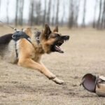 Rob’s Dog Training