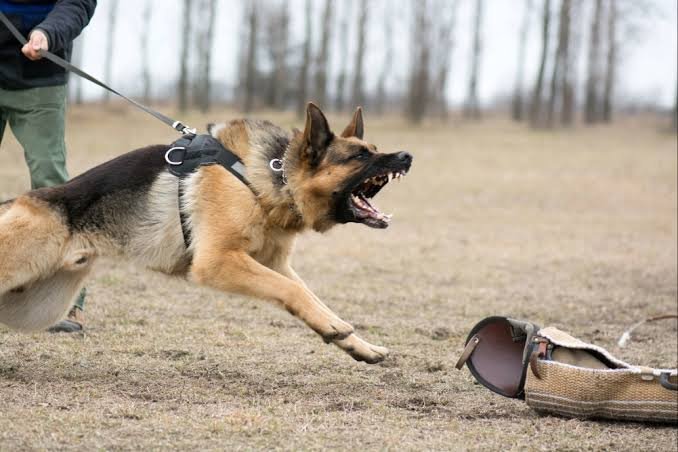Rob’s Dog Training
